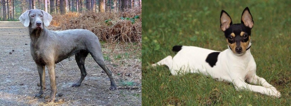 Toy Fox Terrier vs Slovensky Hrubosrsty Stavac - Breed Comparison