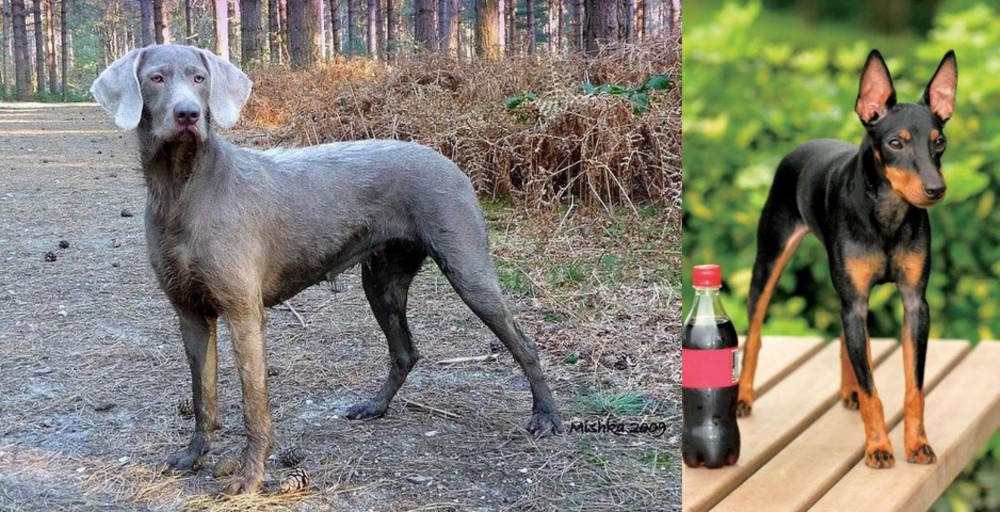 Toy Manchester Terrier vs Slovensky Hrubosrsty Stavac - Breed Comparison