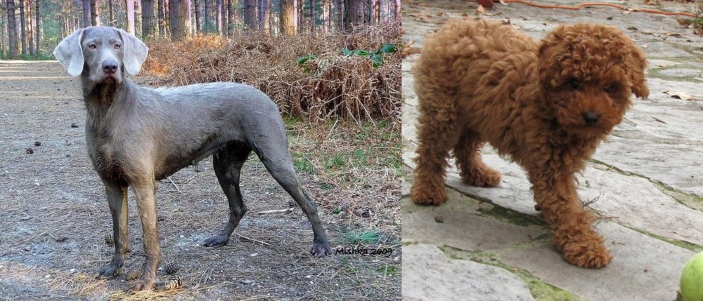 Toy Poodle vs Slovensky Hrubosrsty Stavac - Breed Comparison