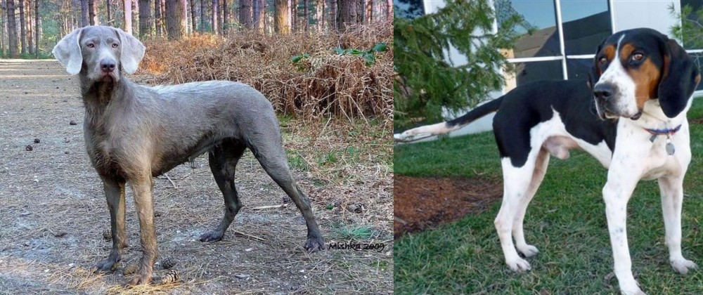 Treeing Walker Coonhound vs Slovensky Hrubosrsty Stavac - Breed Comparison