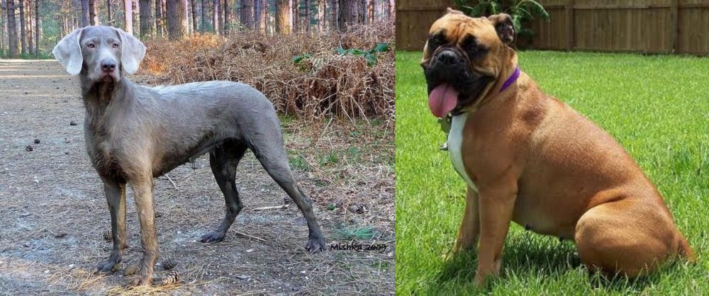 Valley Bulldog vs Slovensky Hrubosrsty Stavac - Breed Comparison
