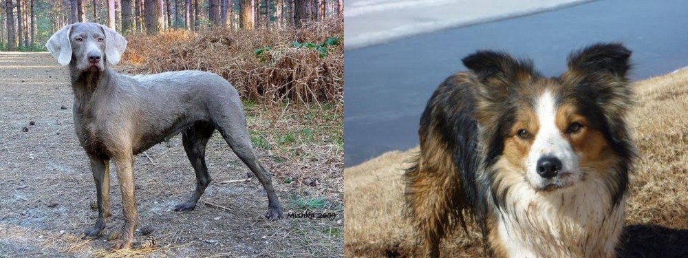 Welsh Sheepdog vs Slovensky Hrubosrsty Stavac - Breed Comparison