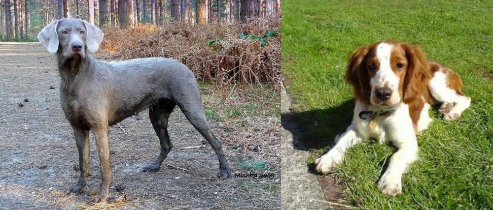 Welsh Springer Spaniel vs Slovensky Hrubosrsty Stavac - Breed Comparison