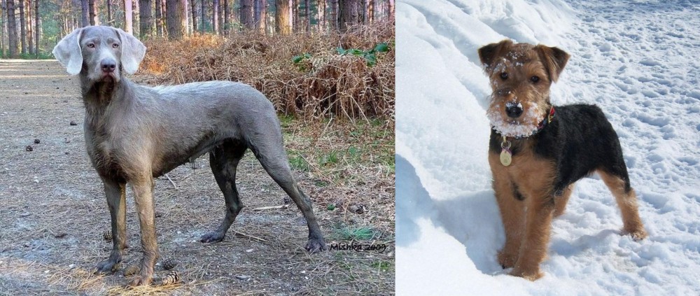 Welsh Terrier vs Slovensky Hrubosrsty Stavac - Breed Comparison