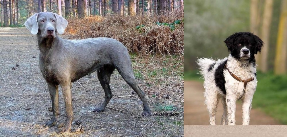 Wetterhoun vs Slovensky Hrubosrsty Stavac - Breed Comparison