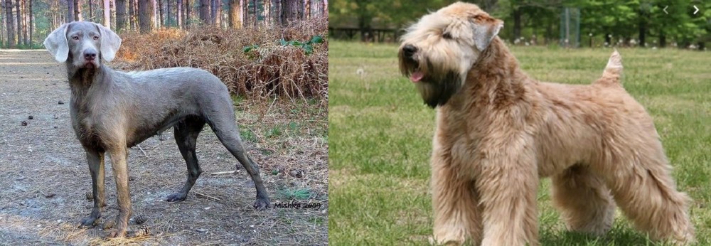 Wheaten Terrier vs Slovensky Hrubosrsty Stavac - Breed Comparison