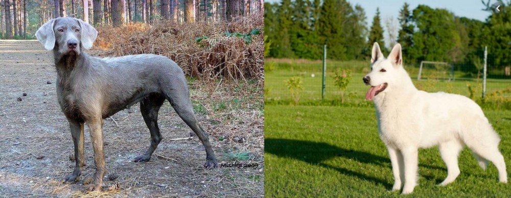 White Shepherd vs Slovensky Hrubosrsty Stavac - Breed Comparison