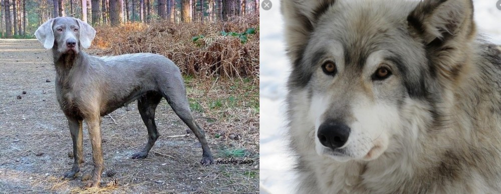 Wolfdog vs Slovensky Hrubosrsty Stavac - Breed Comparison