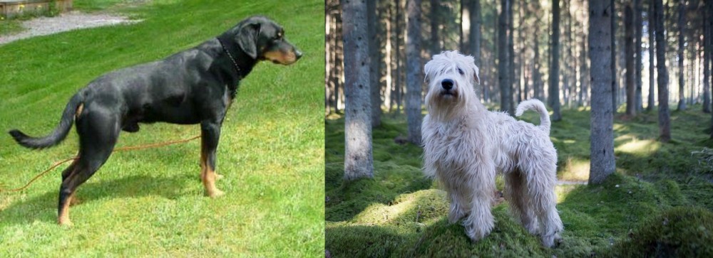 Soft-Coated Wheaten Terrier vs Smalandsstovare - Breed Comparison