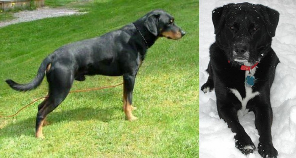 St. John's Water Dog vs Smalandsstovare - Breed Comparison