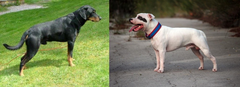 Staffordshire Bull Terrier vs Smalandsstovare - Breed Comparison
