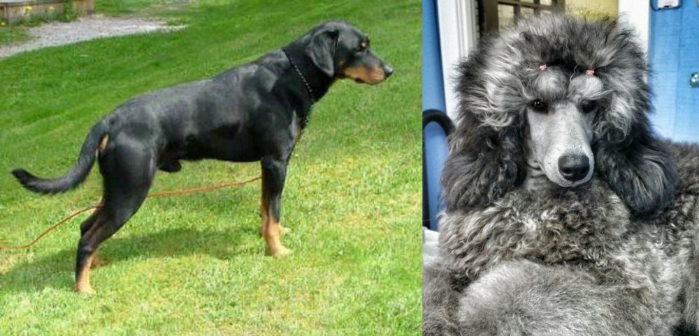 Standard Poodle vs Smalandsstovare - Breed Comparison
