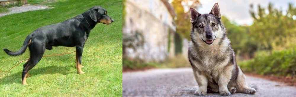 Swedish Vallhund vs Smalandsstovare - Breed Comparison