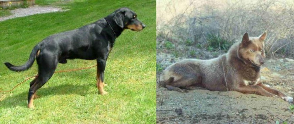 Tahltan Bear Dog vs Smalandsstovare - Breed Comparison