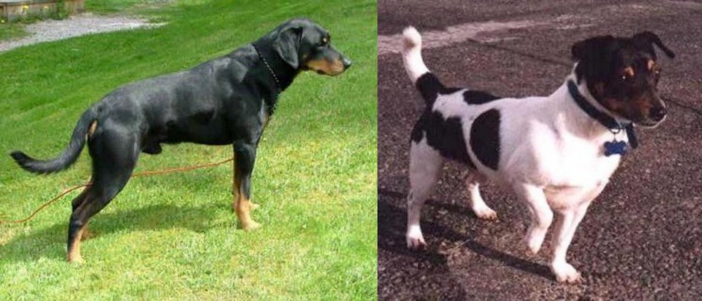 Teddy Roosevelt Terrier vs Smalandsstovare - Breed Comparison