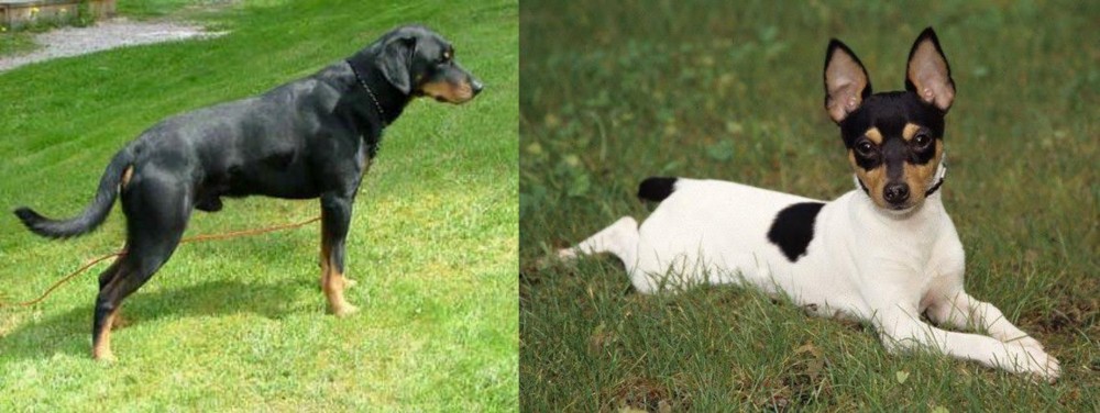 Toy Fox Terrier vs Smalandsstovare - Breed Comparison