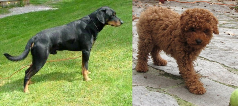 Toy Poodle vs Smalandsstovare - Breed Comparison