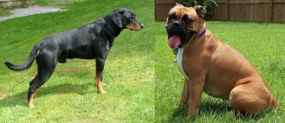 Valley Bulldog vs Smalandsstovare - Breed Comparison