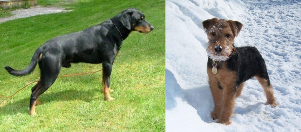 Welsh Terrier vs Smalandsstovare - Breed Comparison