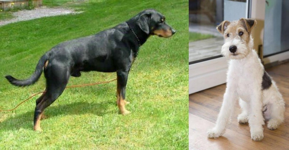 Wire Fox Terrier vs Smalandsstovare - Breed Comparison