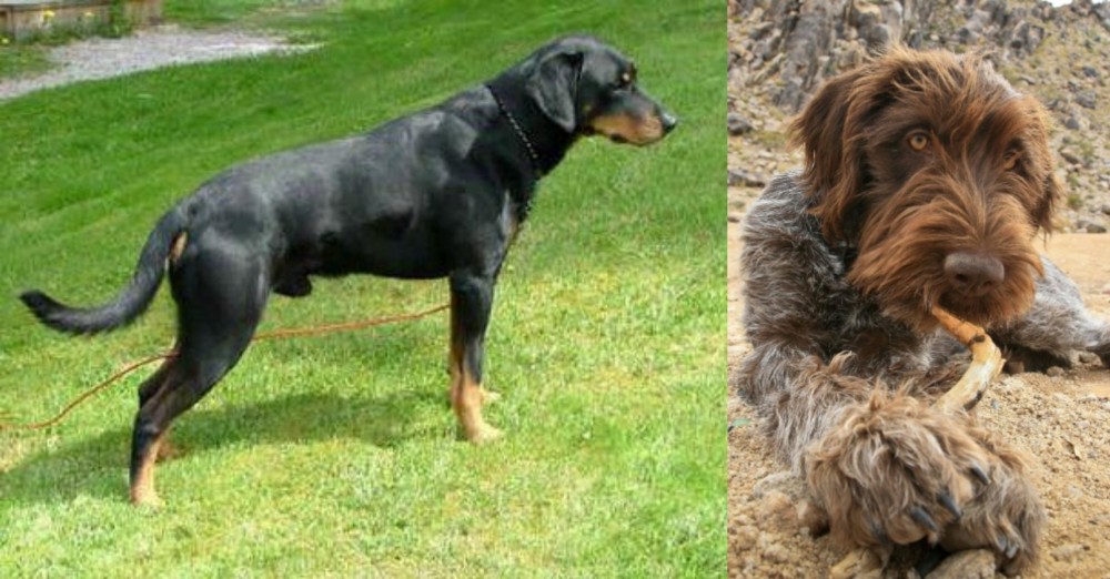 Wirehaired Pointing Griffon vs Smalandsstovare - Breed Comparison
