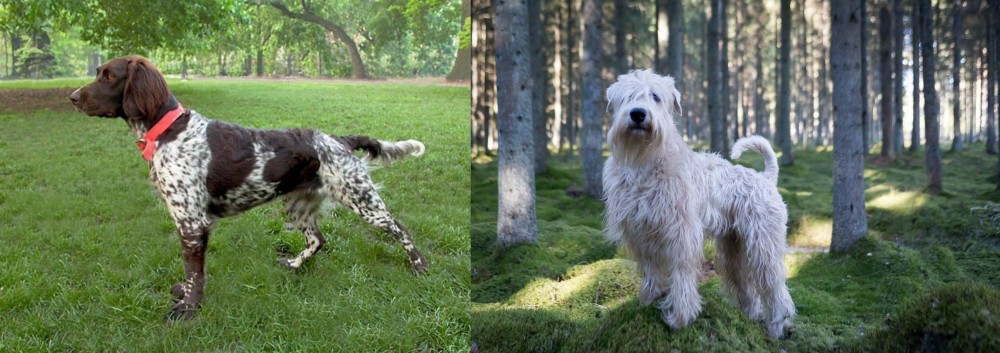 Soft-Coated Wheaten Terrier vs Small Munsterlander - Breed Comparison