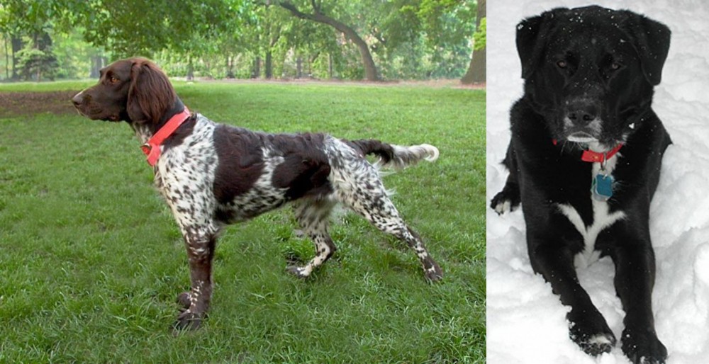 St. John's Water Dog vs Small Munsterlander - Breed Comparison