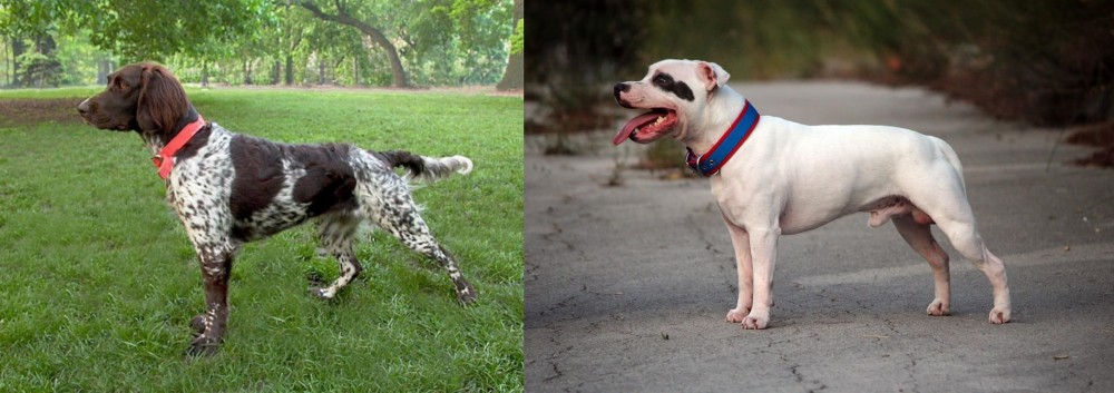 Staffordshire Bull Terrier vs Small Munsterlander - Breed Comparison