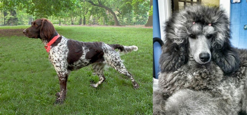 Standard Poodle vs Small Munsterlander - Breed Comparison