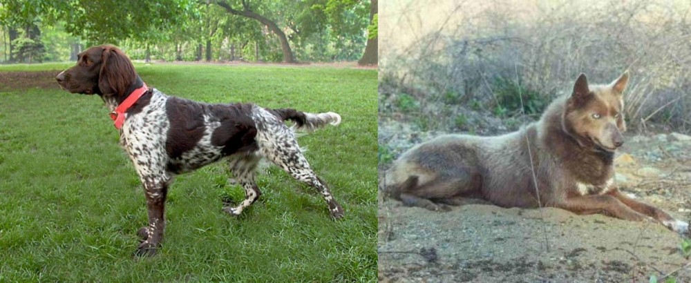 Tahltan Bear Dog vs Small Munsterlander - Breed Comparison
