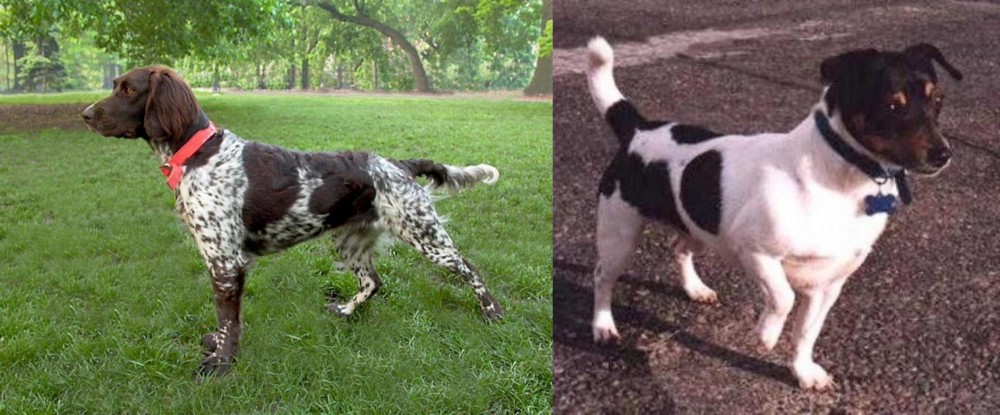 Teddy Roosevelt Terrier vs Small Munsterlander - Breed Comparison