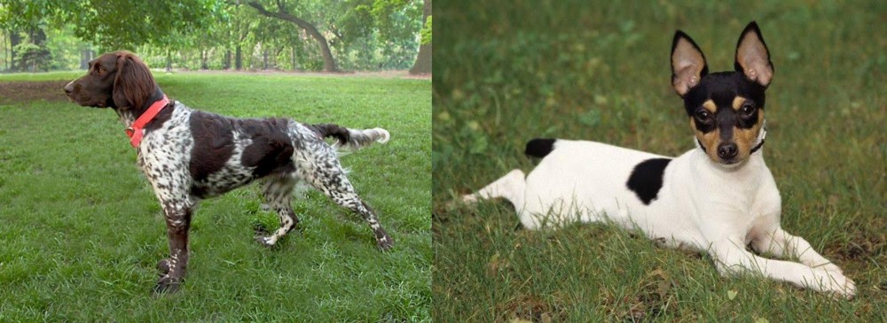 Toy Fox Terrier vs Small Munsterlander - Breed Comparison
