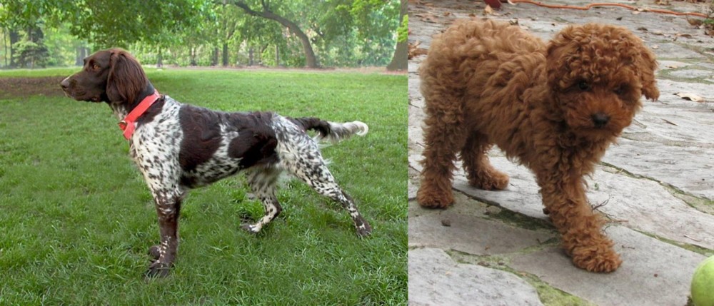 Toy Poodle vs Small Munsterlander - Breed Comparison