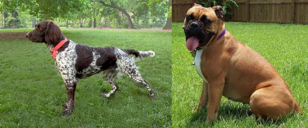 Valley Bulldog vs Small Munsterlander - Breed Comparison