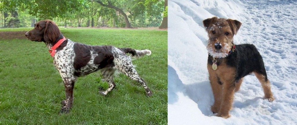 Welsh Terrier vs Small Munsterlander - Breed Comparison