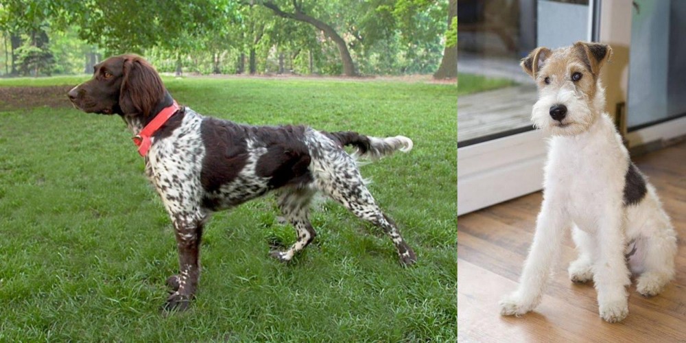 Wire Fox Terrier vs Small Munsterlander - Breed Comparison