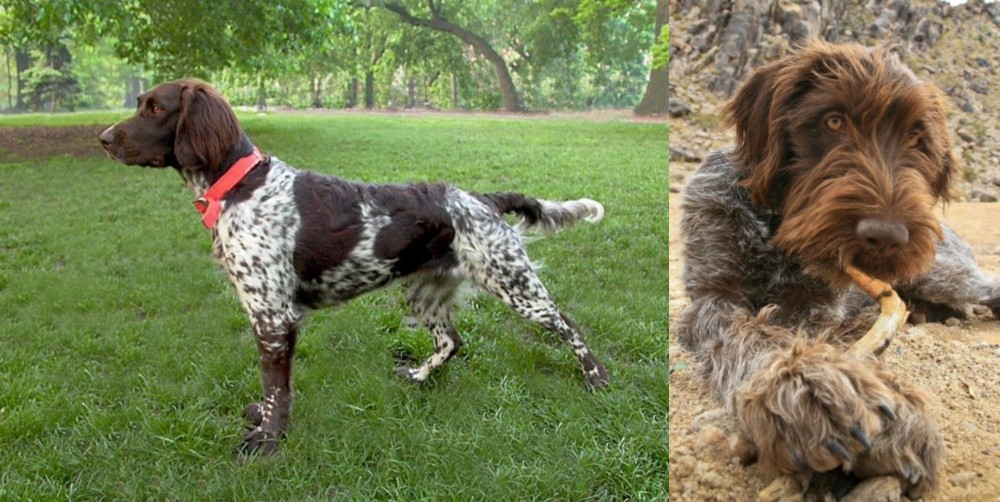 Wirehaired Pointing Griffon vs Small Munsterlander - Breed Comparison