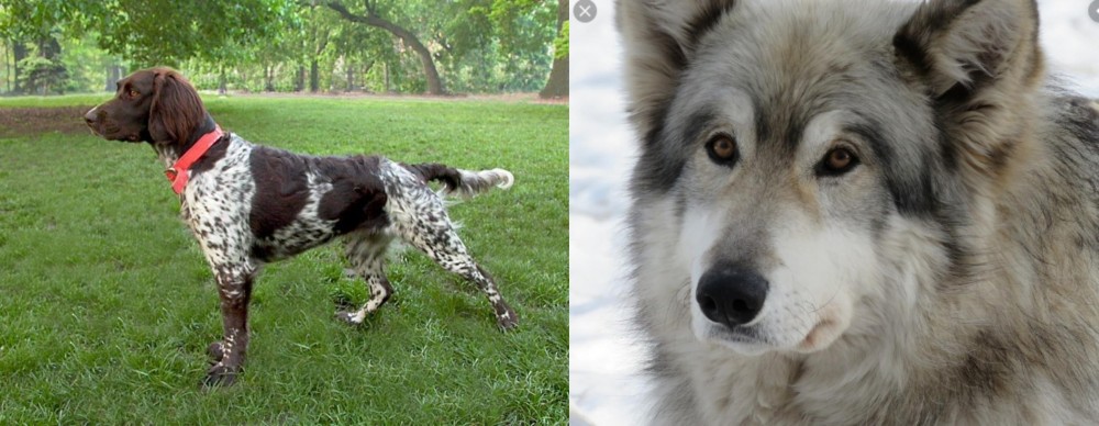 Wolfdog vs Small Munsterlander - Breed Comparison