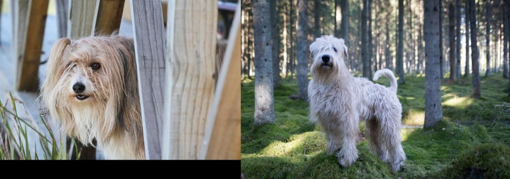 Soft-Coated Wheaten Terrier vs Smithfield - Breed Comparison