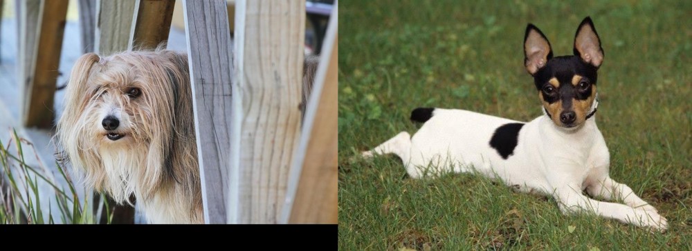 Toy Fox Terrier vs Smithfield - Breed Comparison