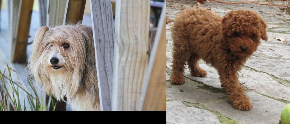Toy Poodle vs Smithfield - Breed Comparison