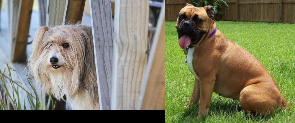 Valley Bulldog vs Smithfield - Breed Comparison