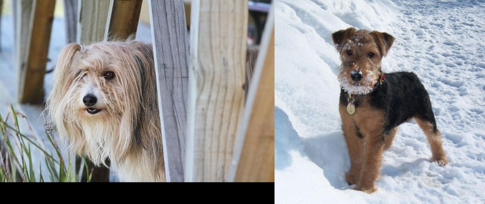 Welsh Terrier vs Smithfield - Breed Comparison