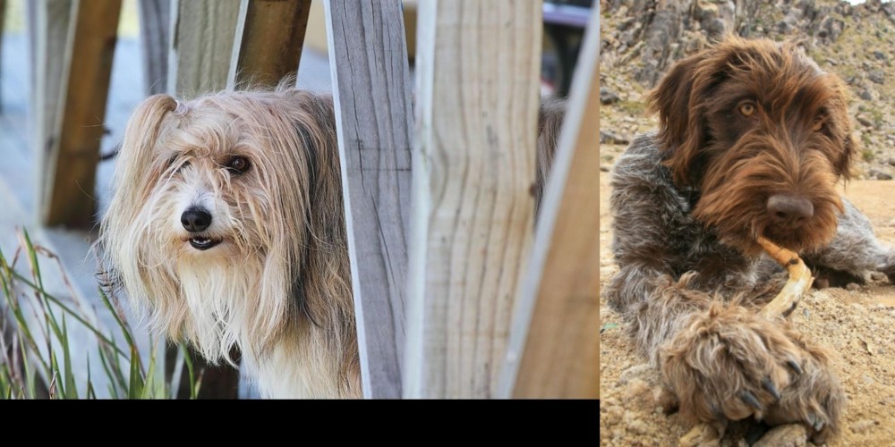 Wirehaired Pointing Griffon vs Smithfield - Breed Comparison