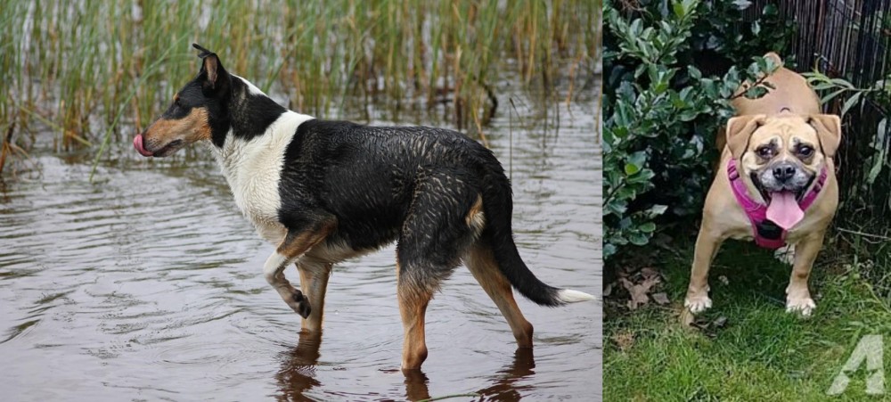 Beabull vs Smooth Collie - Breed Comparison
