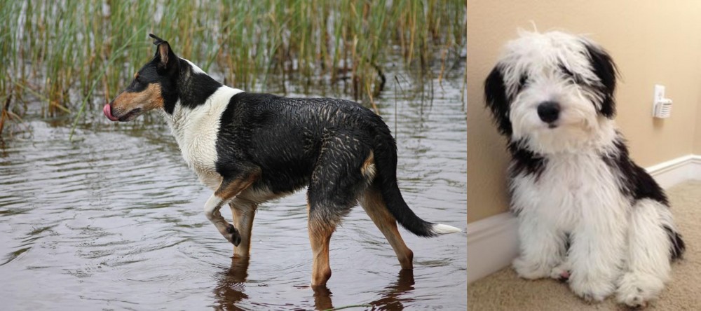Mini Sheepadoodles vs Smooth Collie - Breed Comparison