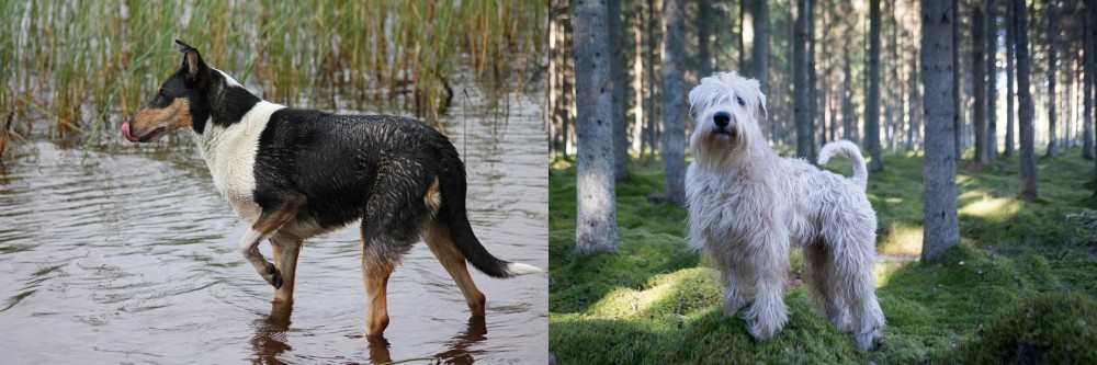 Soft-Coated Wheaten Terrier vs Smooth Collie - Breed Comparison