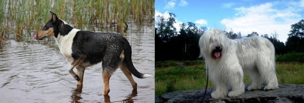 South Russian Ovcharka vs Smooth Collie - Breed Comparison
