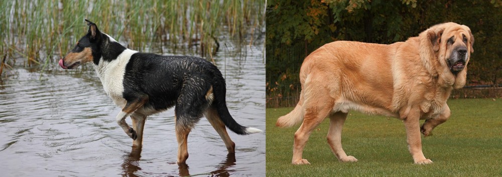Spanish Mastiff vs Smooth Collie - Breed Comparison