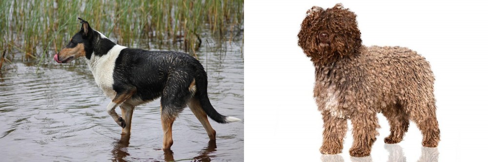 Spanish Water Dog vs Smooth Collie - Breed Comparison